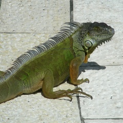 25-Iguana at HC d